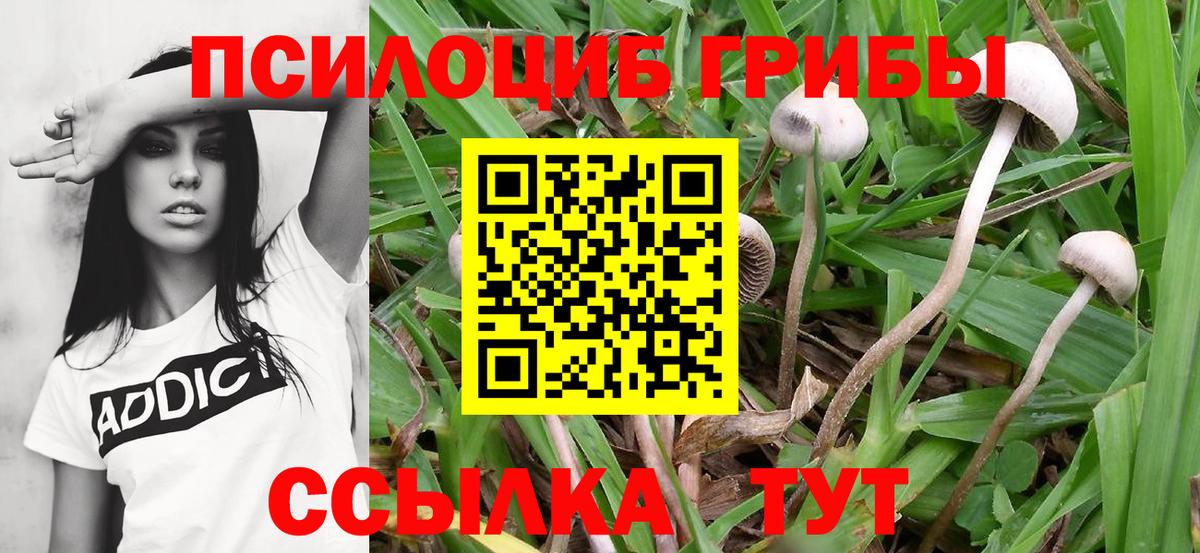 хочу   Вход с VPN  Луга  Псилоцибиновые грибы GOLDEN TEACHER  Галлюциногенные грибы MAGIC MUSHROOMS 